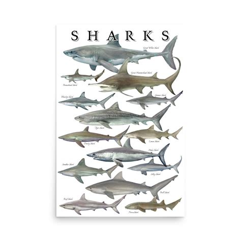 Shark Poster Shark Species Id Poster Shark Id Chart Coastal Art