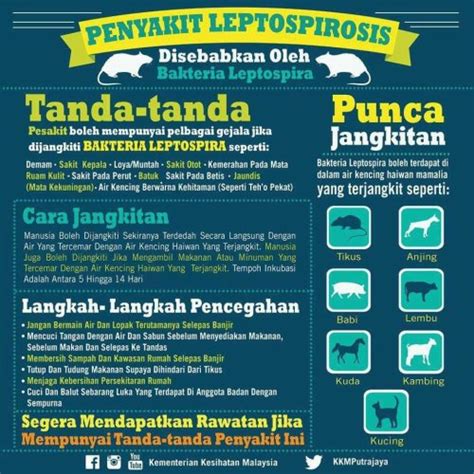 Leptospirosis Penyakit Kencing Tikus Pembunuh Senyap