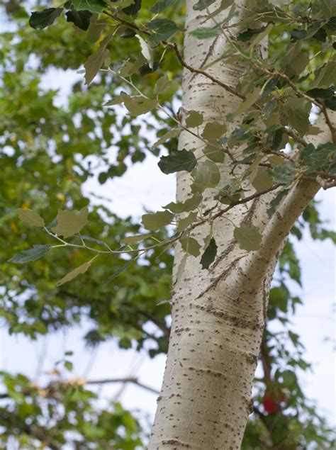 Maryland Biodiversity Project White Poplar Populus Alba