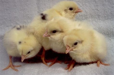 California White Chicken For Sale Cackle Hatchery