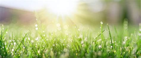 Fall Aeration: Why It Is Essential For Your Lawn