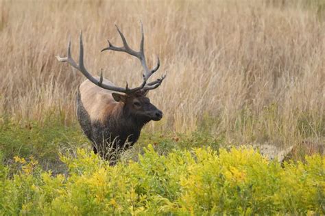 Why, When, and Where Do Bull Elk Lose Their Antlers? - Krebs Creek