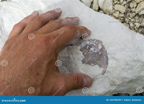 A Paleontologist Examines Fossils. Armour of Ancient Amphibians in ...