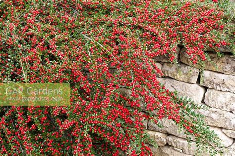 GAP Gardens Cotoneaster Horizontalis Growing Against A Low Wall