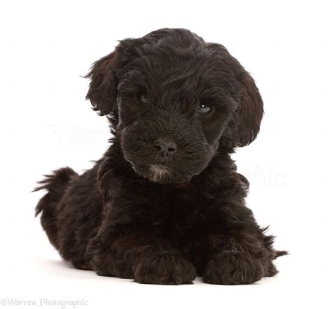 Black And White Labradoodle Puppies