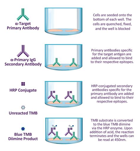 Cytochrome P450 7b1 Colorimetric Cell Based Elisa Assay Genie