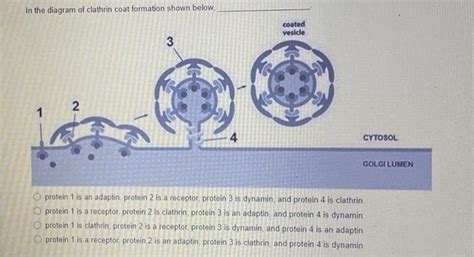 solved   diagram  clathrin coat formation shown cheggcom