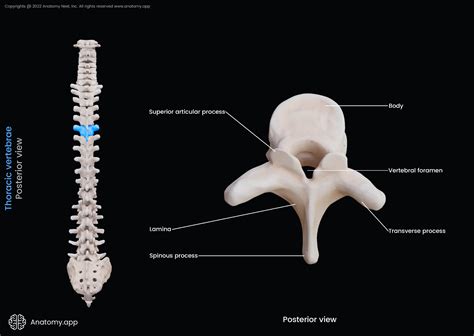 Thoracic Vertebra Labeled