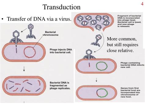 PPT - Gene transfer PowerPoint Presentation - ID:2884307