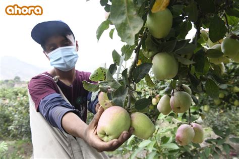 Mejoran producción de manzana en Huaral con guano de las islas Diario