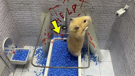 Hamster Escapes Prison Mazebest Moments In Real Adventures Youtube