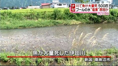 川で魚が大量死 プール“塩素”原因か（2014年8月29日掲載）｜日テレnews Nnn