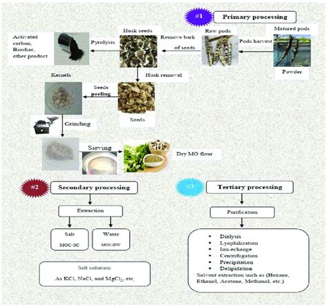 Diagram Of The Main Processing Steps In The Preparation Of Moringa