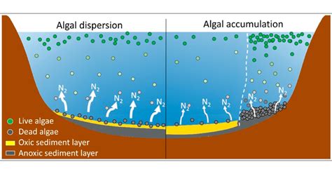 Eutrophication Process Explanation Water Pollution Stages 58 Off