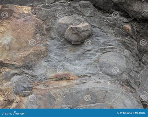 Jellyfish Fossils In The Side Of A Cliff Stock Image Image Of