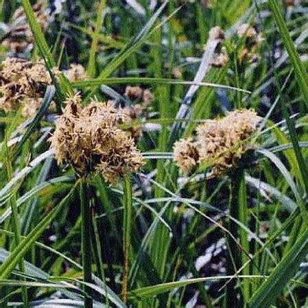 Scirpus Atrovirens Dark Green Bulrush Seed