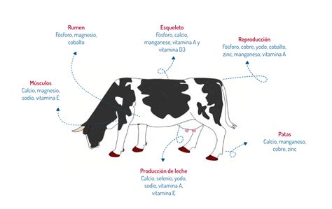 La Importancia De Los Complementos Alimentarios Para Los Bovinos En La