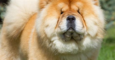 Le Chow Chow Origine Taille Et Caract Re