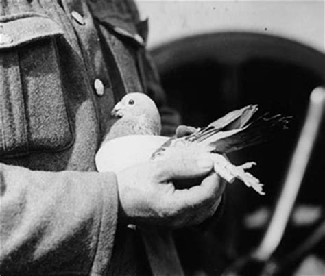 How Homing Pigeons Helped Win Wars - Vetstreet | Vetstreet