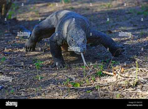 Komodo Dragon Varanus Komodoensis Rinca Island Komodo National Park