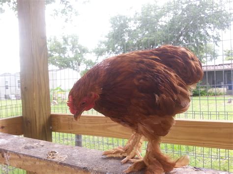 Feather Footed Gold Sex Link BackYard Chickens Learn How To Raise Chickens