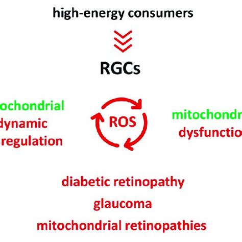 Oxidative Stress Is A Hallmark Of Neurodegenerative Retinal Diseases