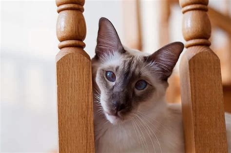 7 Cat Breeds With The Biggest Cutest Ears