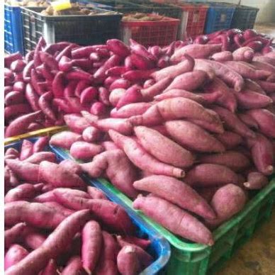 Jual Ubi Ungu Cilembu Fresh Mentah Ubi Purple Murasaki SPC Shopee