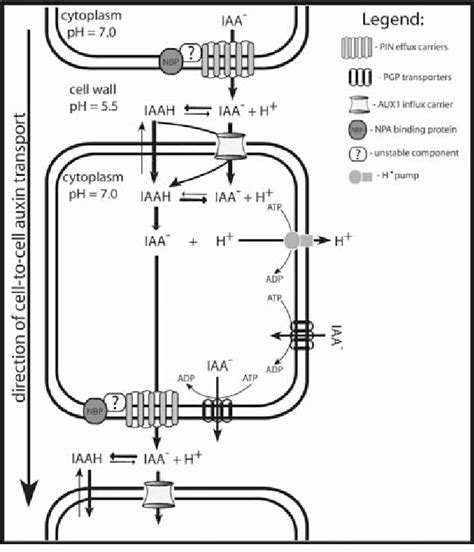 Chemiosmotic Hypothesis