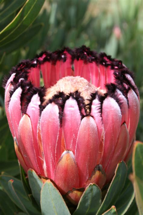 Protea Varieties