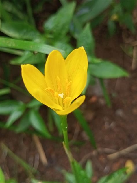 Yellow Flower Spring Lily Free Photo On Pixabay Pixabay