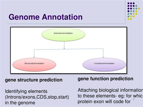 Ppt Genome Annotation Powerpoint Presentation Free Download Id4776252