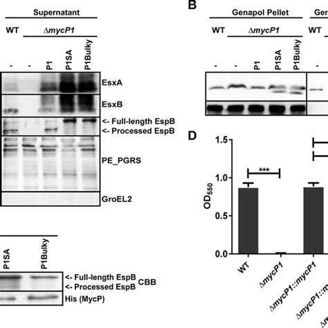 MycP 1 is essential for ESX-1-dependent secretion in M. marinum, while ... 