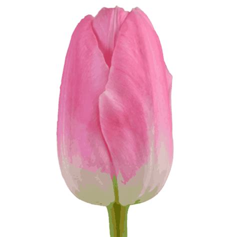 Tulips | Flowers Direct