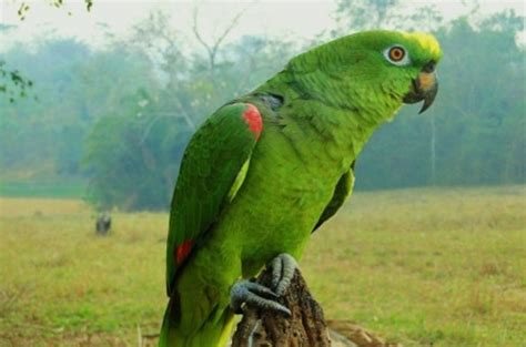 Aves E Cia Criadores De Papagaio Campeiro Autorizados Pelo Ibama