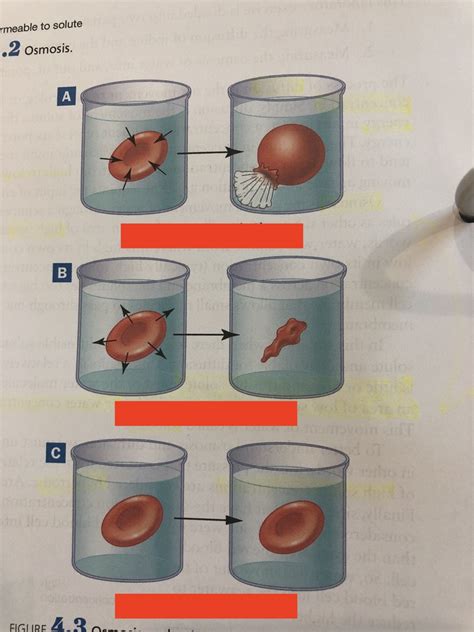 Osmosis And Diffusion Lab Diagram Quizlet