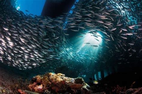 Calentamiento y acidificación de océanos amenaza a especies