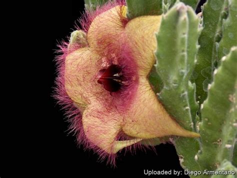 gonostemon unicornis