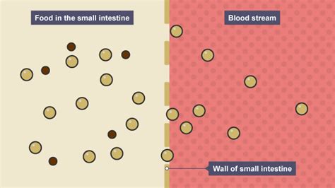 Digestion Bbc Bitesize