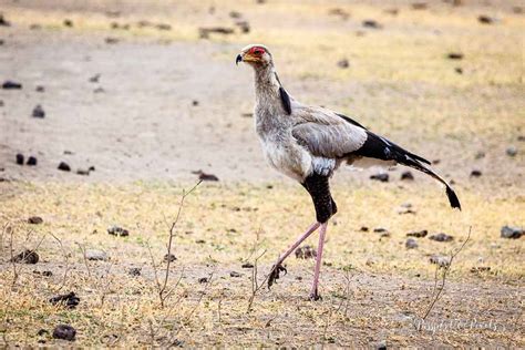 Top 34 African Birds A Safari Photo Guide