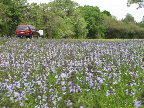 Fdot Wildflower Program Partners Florida Wildflower Foundation