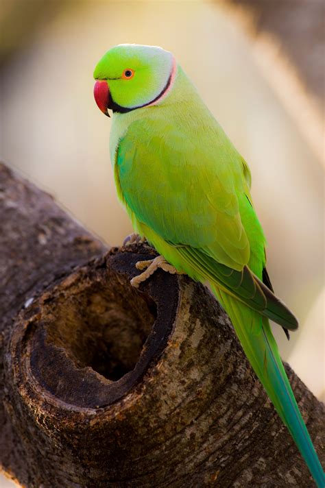 Baby Ring Neck Talking Parrot | ubicaciondepersonas.cdmx.gob.mx