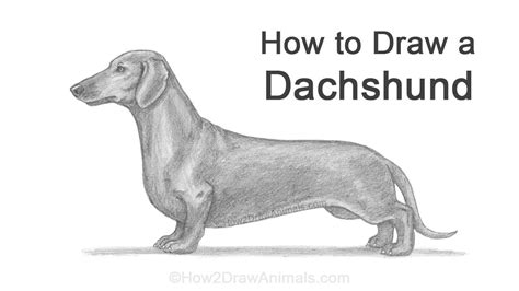 How To Draw A Dog Dachshund Youtube