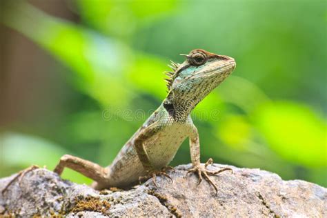 Green Crested Lizard Stock Image Image Of Green Lizard 41869353