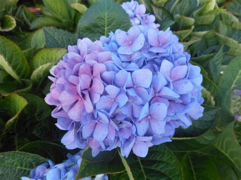 Hydrangea Macrophylla Lets Dance Blue Jangles Blue Sky Nursery