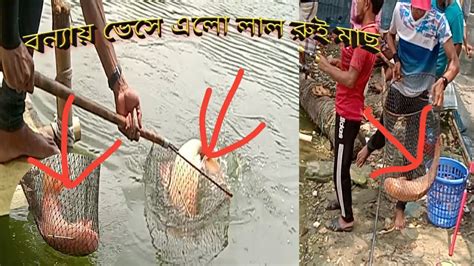 কোথা থেকে আসল এই লাল রুই মাছ Big Read Rohu Fish Rohu Fish Hunting