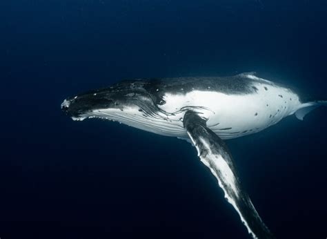 Colossal Whale From Peru That Lived 40 Million Years Ago Might Be The