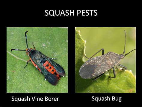 Squash Tips Dealing With Squash Vine Borers And Squash Bugs