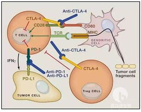 科学网PD 1PD L1抗体抗肿瘤免疫治疗的机理是什么 常树建的博文