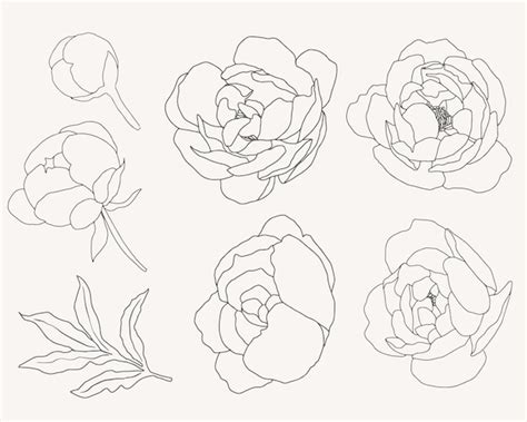 Premium Vector Doodle Line Art Peony Flower Bouquet Elements Collection